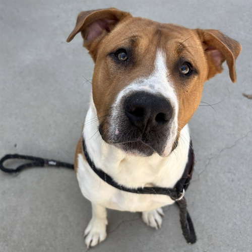 FAT BACK, an adoptable American Pit Bull Terrier in Palmetto, FL