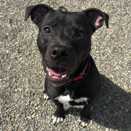 EMORY, an adoptable American Pit Bull Terrier in Palmetto, FL
