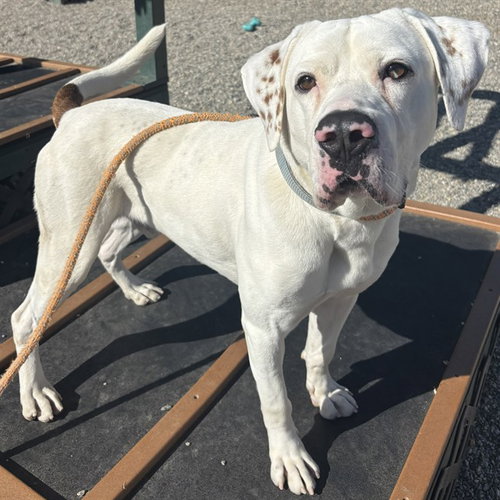 WILL, an adoptable Boxer in Palmetto, FL