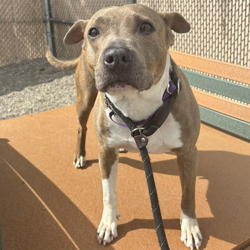 MARINA, an adoptable American Pit Bull Terrier in Palmetto, FL