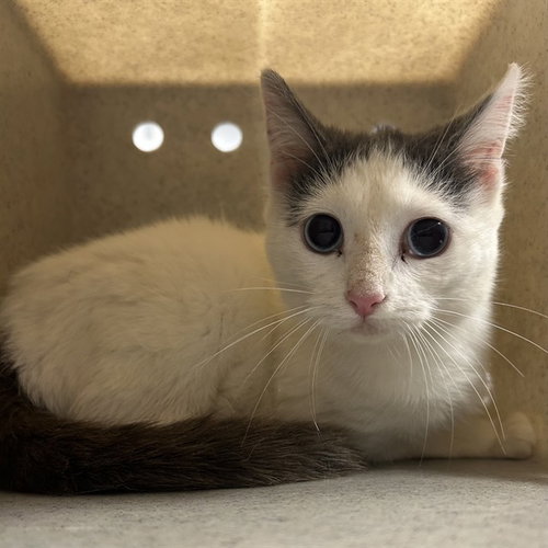 DOODLE-BOB, an adoptable Domestic Short Hair in Palmetto, FL
