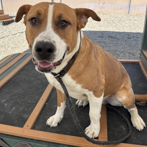 FAT BOY, an adoptable American Pit Bull Terrier in Palmetto, FL