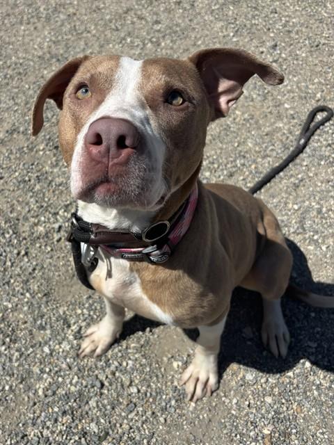 LIBERTY, an adoptable Labrador Retriever in Palmetto, FL