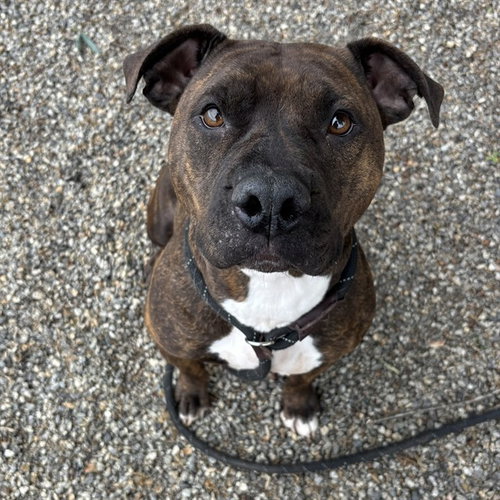 ZOEY, an adoptable American Pit Bull Terrier in Palmetto, FL