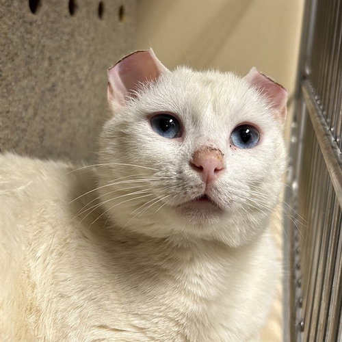 BLANCO, an adoptable Domestic Short Hair in Palmetto, FL
