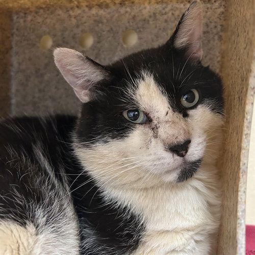 JOEY, Adult Domestic Short Hair (medium coat), cat for adoption in Largo, Florida