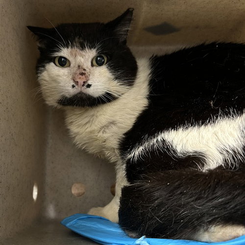 HOPPER, an adoptable Domestic Short Hair in Palmetto, FL