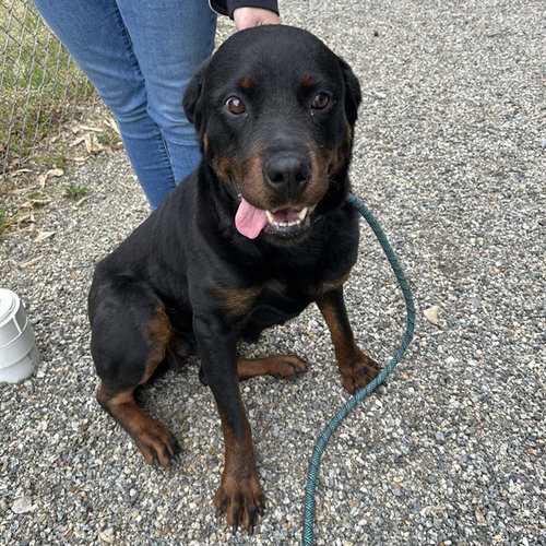 SABLE, an adoptable Rottweiler in Palmetto, FL