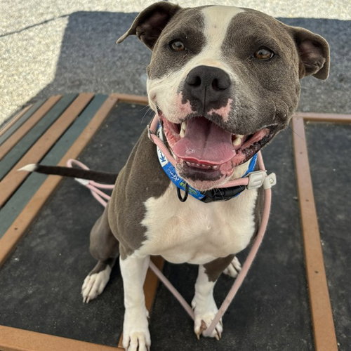 BRIE, an adoptable American Staffordshire Terrier in Palmetto, FL