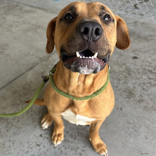 KEANU, an adoptable Black Mouth Cur in Palmetto, FL