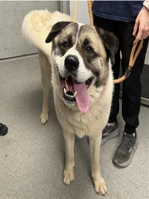 TANK, an adoptable Great Pyrenees in Palmetto, FL