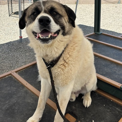 TANK, an adoptable Great Pyrenees in Palmetto, FL