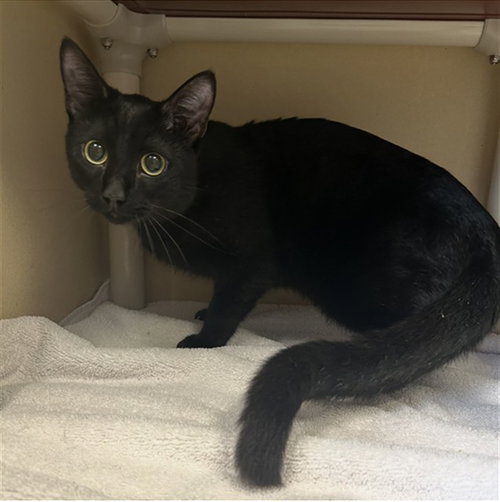 FISH STICKS, an adoptable Domestic Short Hair in Palmetto, FL