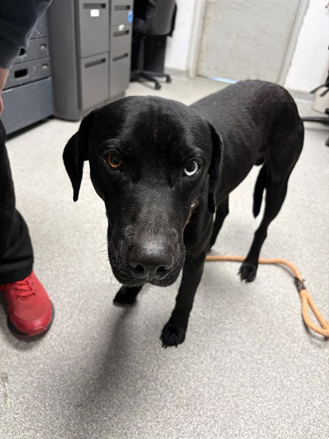 CHEVY, an adoptable Labrador Retriever in Palmetto, FL