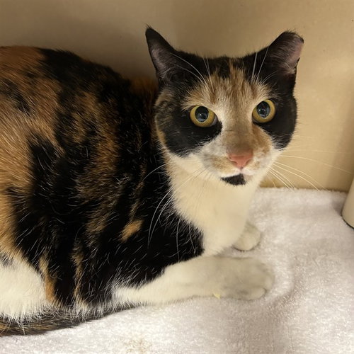 OLIVE, an adoptable Domestic Short Hair in Palmetto, FL