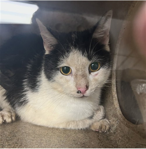 BUBBLE BASS, an adoptable Domestic Short Hair in Palmetto, FL