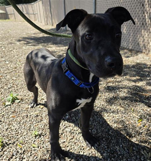 SAILS, an adoptable Labrador Retriever in Palmetto, FL