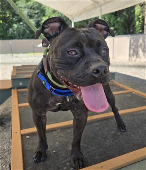 FAYE, an adoptable American Pit Bull Terrier in Palmetto, FL