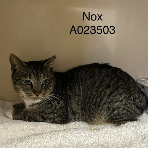 NOX, an adoptable Domestic Short Hair in Palmetto, FL