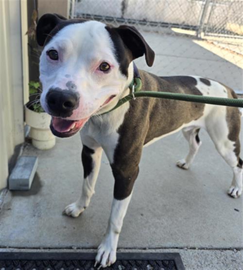 JOKER, an adoptable Pit Bull Terrier in Palmetto, FL