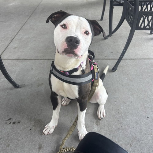 JOKER, an adoptable American Pit Bull Terrier in Palmetto, FL