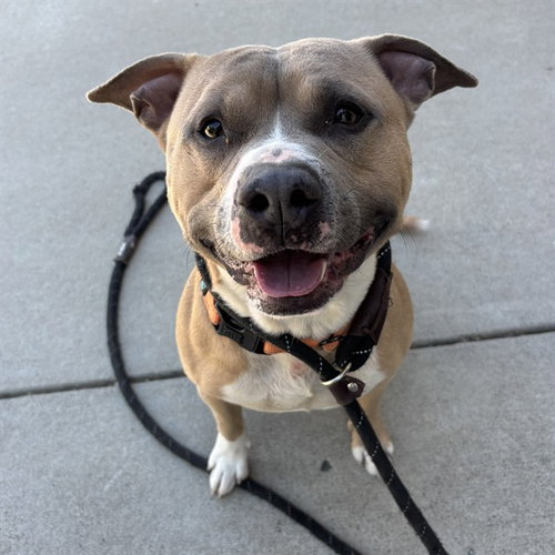 CHAMP, an adoptable American Staffordshire Terrier in Palmetto, FL