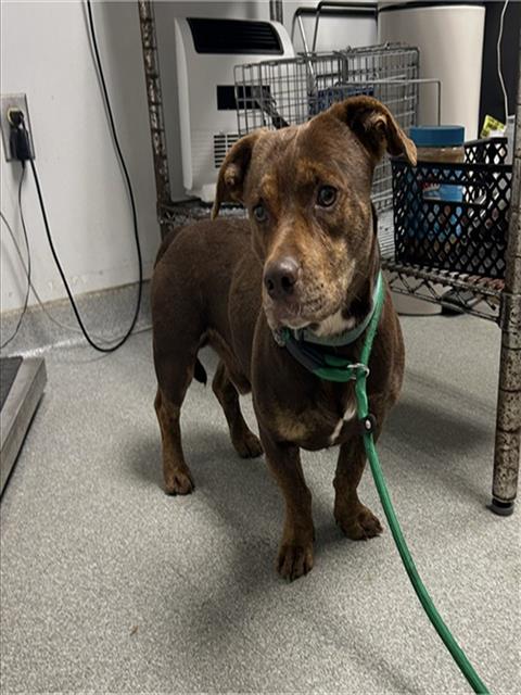 SID, an adoptable Dachshund in Palmetto, FL