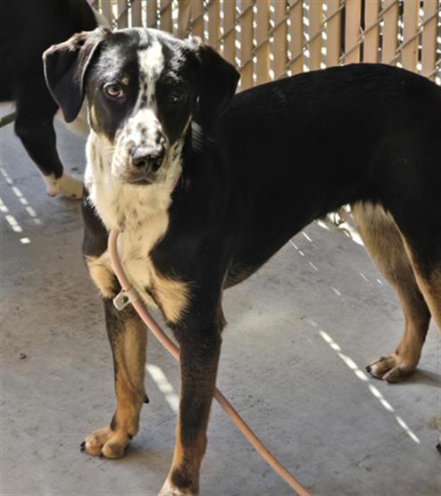 ATHENA, an adoptable German Shorthaired Pointer in Palmetto, FL