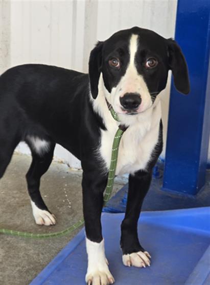 PANDORA, an adoptable German Shorthaired Pointer in Palmetto, FL