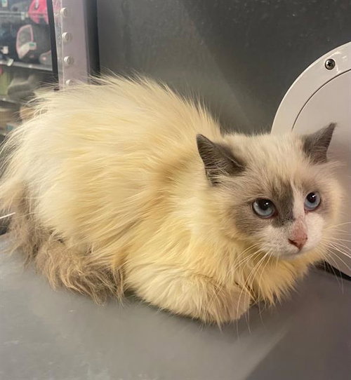 SMOKE, an adoptable Domestic Long Hair in Palmetto, FL
