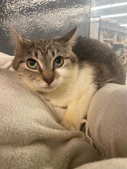 STACK, an adoptable Domestic Short Hair in Palmetto, FL