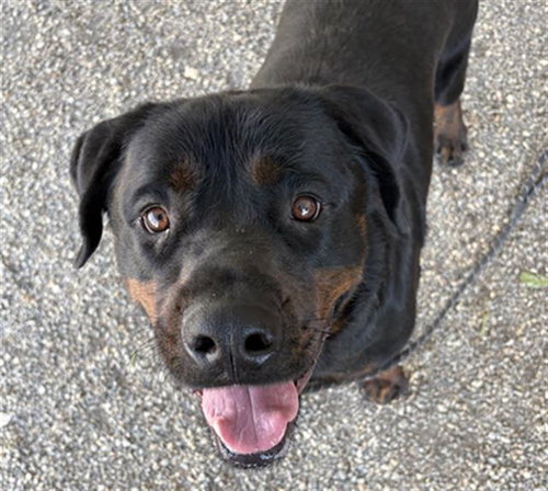 BUBBA, an adoptable Rottweiler in Palmetto, FL