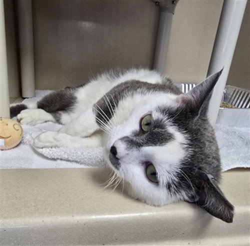 BOSTON, an adoptable Domestic Short Hair in Palmetto, FL