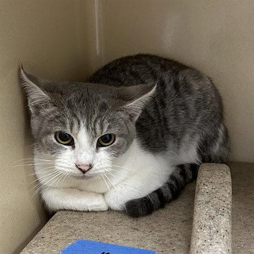 LATAVIA, Young Domestic Short Hair (medium coat), cat for adoption in Largo, Florida
