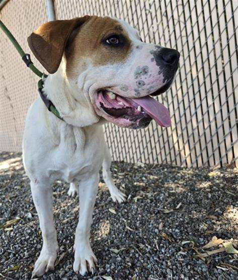 GEORGE, an adoptable Chinese Shar-Pei in Palmetto, FL