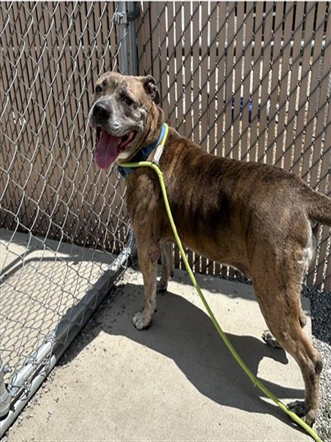 OLYVE, an adoptable American Staffordshire Terrier in Palmetto, FL