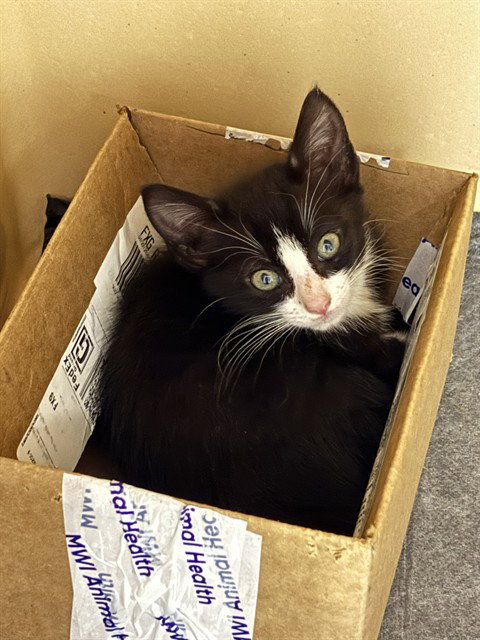 PIKACHU, Baby Domestic Short Hair (medium coat), cat for adoption in Bradenton, Florida