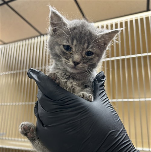 ASH, Baby Domestic Short Hair (medium coat), cat for adoption in Bradenton, Florida