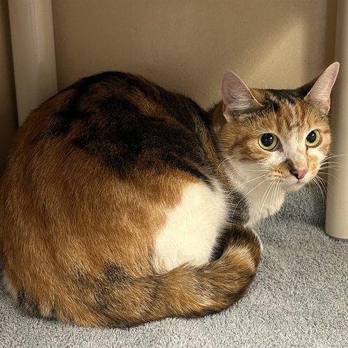 BERNADETTE, Adult Domestic Short Hair (medium coat), cat for adoption in Bradenton, Florida