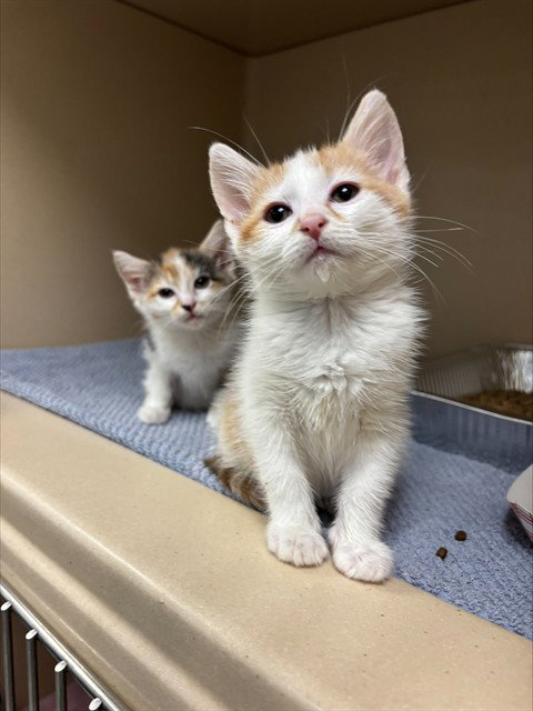 LIDA, Baby Domestic Short Hair (medium coat), cat for adoption in Bradenton, Florida