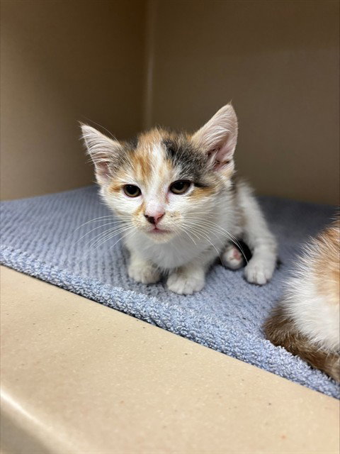 EMERALD, Baby Domestic Short Hair (medium coat), cat for adoption in Bradenton, Florida