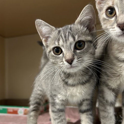LIVIA, Baby Domestic Short Hair (medium coat), cat for adoption in Bradenton, Florida