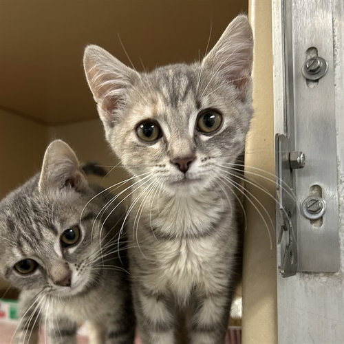 JANICE, Baby Domestic Short Hair (medium coat), cat for adoption in Bradenton, Florida