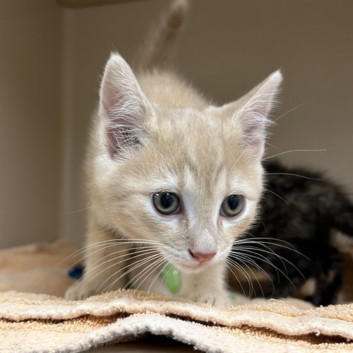 FIREFLY, Baby Domestic Short Hair (medium coat), cat for adoption in Bradenton, Florida