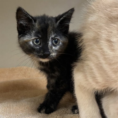 DRAGONFLY, Baby Domestic Short Hair (medium coat), cat for adoption in Bradenton, Florida
