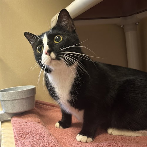 KEHLANI, Adult Domestic Short Hair (medium coat), cat for adoption in Bradenton, Florida