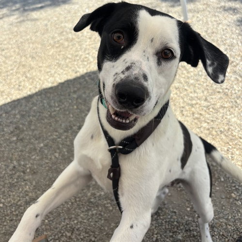 YOGI, an adoptable Treeing Walker Coonhound in Palmetto, FL