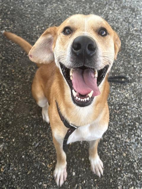 OZZIE
