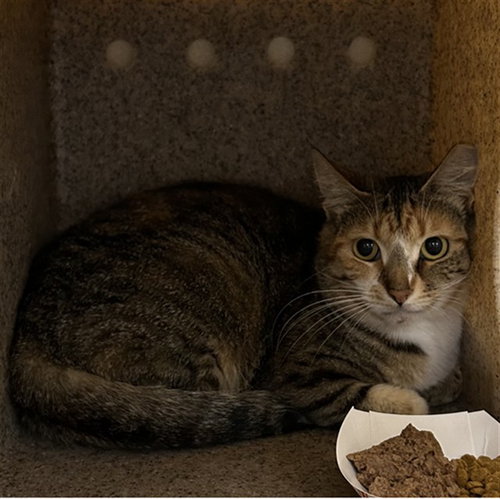 DOJA CAT, Young Domestic Short Hair (medium coat), cat for adoption in North Port, Florida