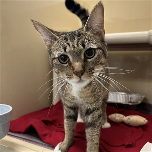 PATTY, Adult Domestic Short Hair (medium coat), cat for adoption in North Port, Florida